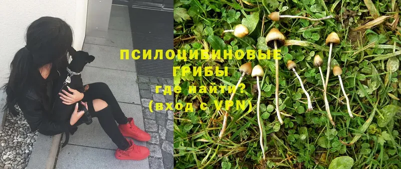 Псилоцибиновые грибы Psilocybine cubensis  как найти закладки  Ивдель 